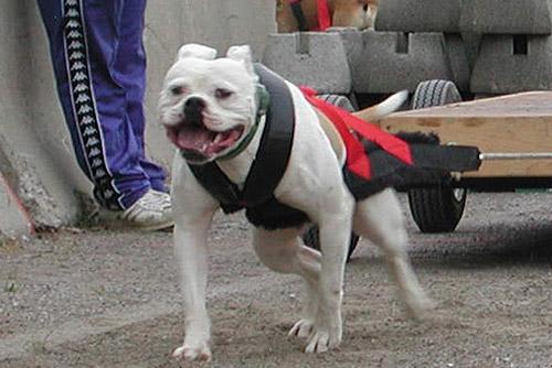 Звериный спорт: азартные издевательства над животными