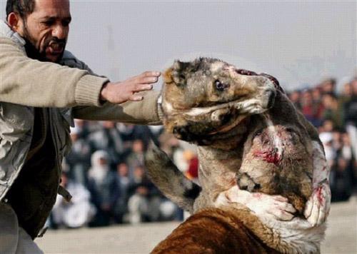 Звериный спорт: азартные издевательства над животными