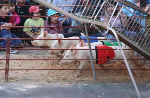 Звериный спорт: азартные издевательства над животными