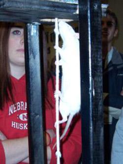 Звериный спорт: азартные издевательства над животными