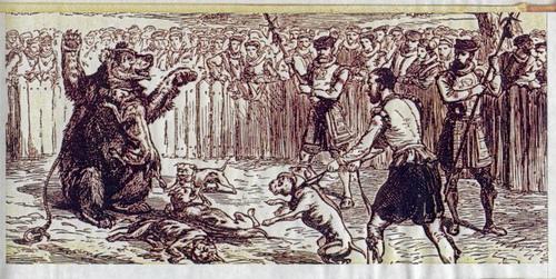 Звериный спорт: азартные издевательства над животными