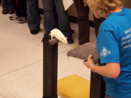 Звериный спорт: азартные издевательства над животными