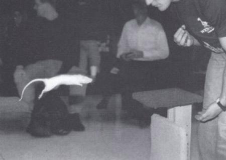 Звериный спорт: азартные издевательства над животными