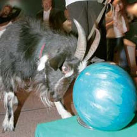 Звериный спорт: азартные издевательства над животными