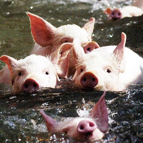 Звериный спорт: азартные издевательства над животными