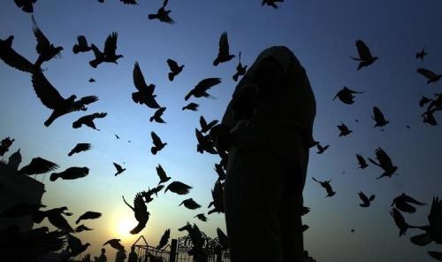 Лучшие фотографии 2008 по версии Spiegel