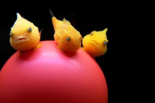 Лучшие фотографии 2008 по версии Spiegel