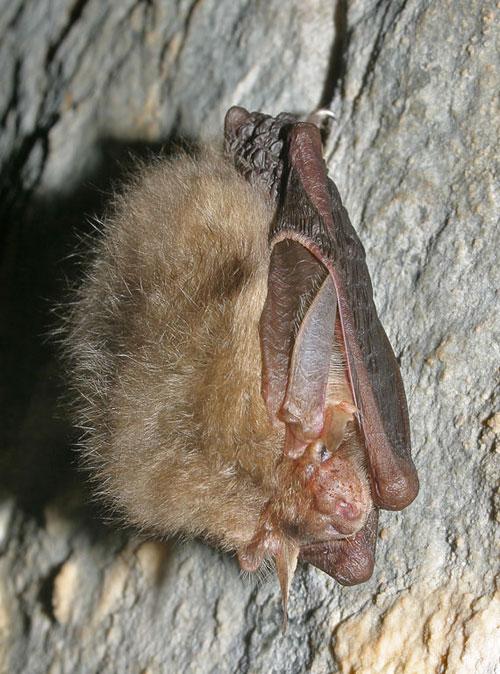 Самые страшные деликатесы разных стран мира