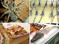 Самые страшные деликатесы разных стран мира