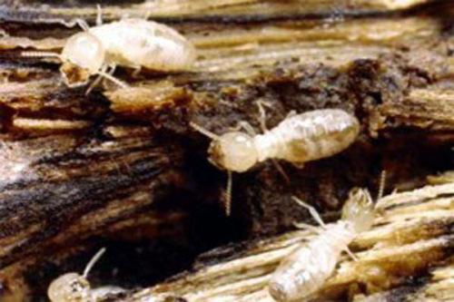 Самые страшные деликатесы разных стран мира