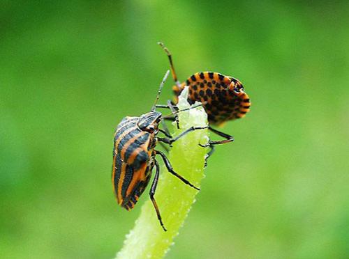 Самые страшные деликатесы разных стран мира
