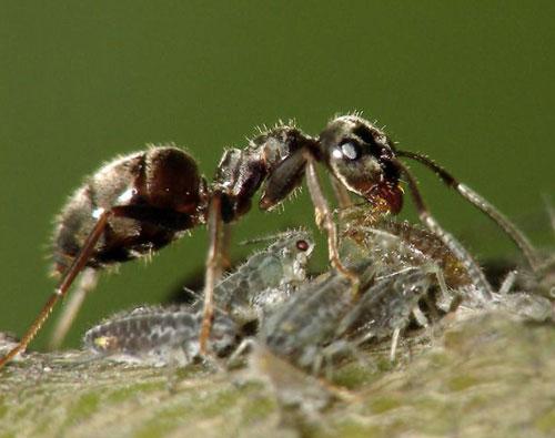 Самые страшные деликатесы разных стран мира