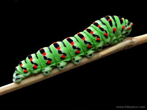 Самые страшные деликатесы разных стран мира