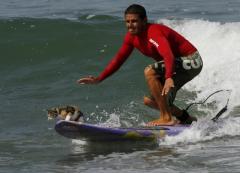 Перуанский кот занимается серфингом вместе с хозяином