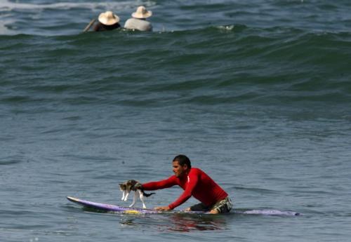 Перуанский кот занимается серфингом вместе с хозяином