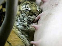 Королевскую тигрицу вскормила … свинья