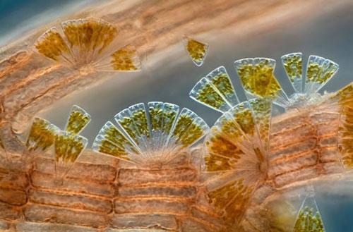 ТОП-10 микроФотографий