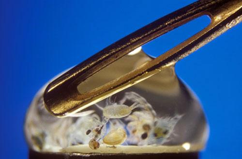 ТОП-10 микроФотографий