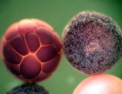 ТОП-10 микроФотографий