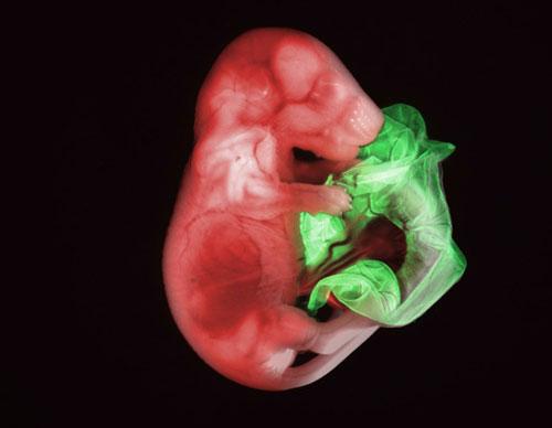 ТОП-10 микроФотографий