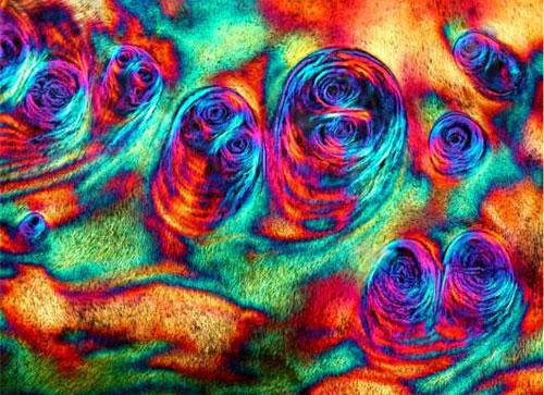 ТОП-10 микроФотографий