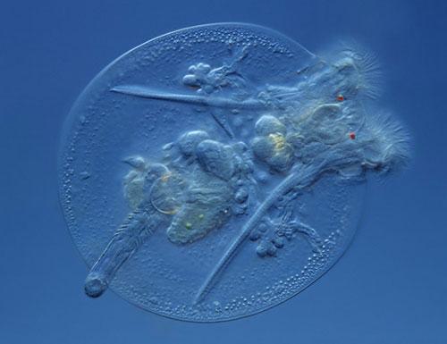 ТОП-10 микроФотографий