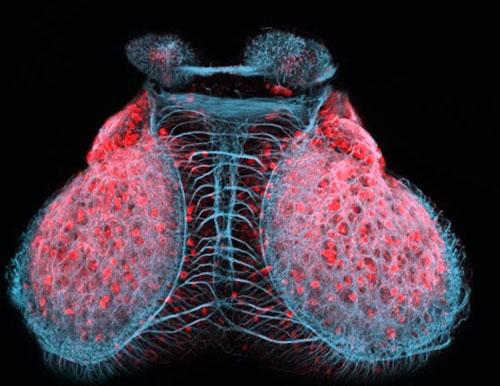 ТОП-10 микроФотографий