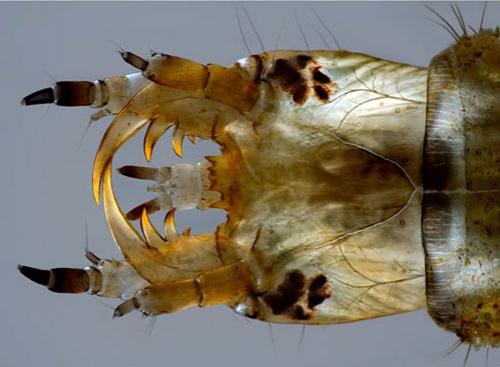 ТОП-10 микроФотографий