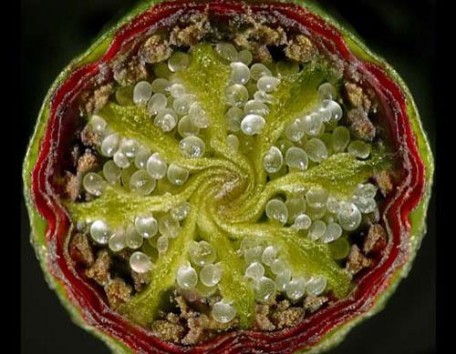 ТОП-10 микроФотографий