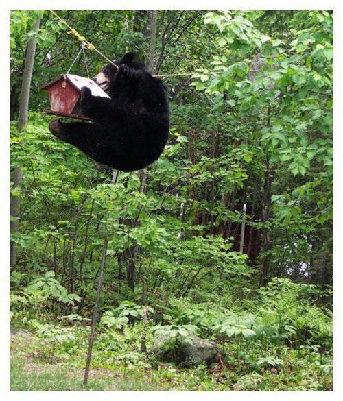 Медведь отобрал у пасечника последнее