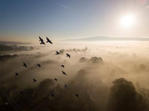 Призеры конкурса дикой природы Wildlife Photographer of the Year 2019