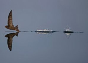 Призеры конкурса дикой природы Wildlife Photographer of the Year 2019