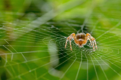 Призеры конкурса дикой природы Wildlife Photographer of the Year 2019