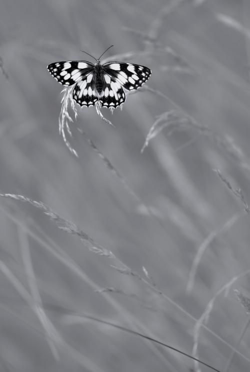 Призеры конкурса дикой природы Wildlife Photographer of the Year 2019