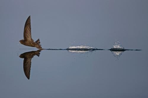 Призеры конкурса дикой природы Wildlife Photographer of the Year 2019