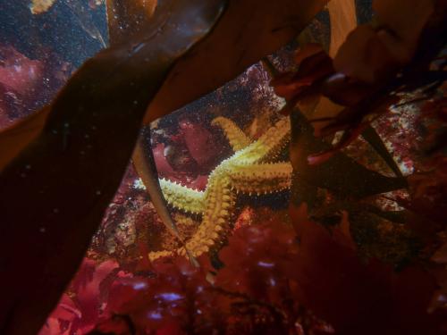 Призеры конкурса дикой природы Wildlife Photographer of the Year 2019