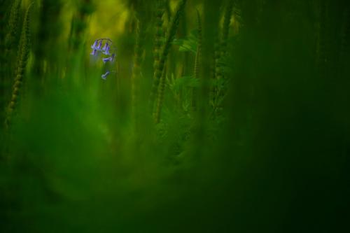 Призеры конкурса дикой природы Wildlife Photographer of the Year 2019