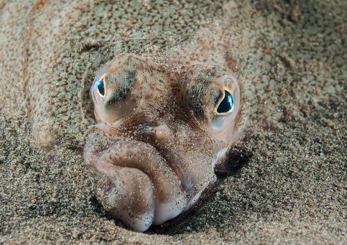 Призеры конкурса дикой природы Wildlife Photographer of the Year 2019