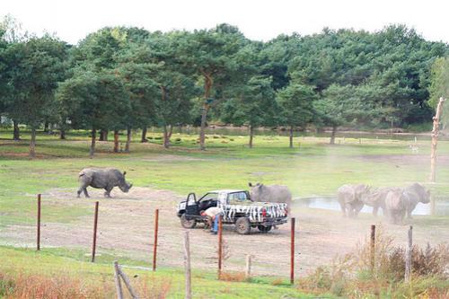 Стадо носорогов напало на буйволенка