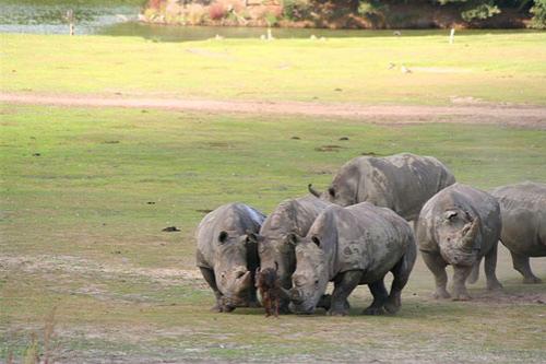 Стадо носорогов напало на буйволенка