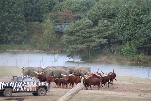 Стадо носорогов напало на буйволенка