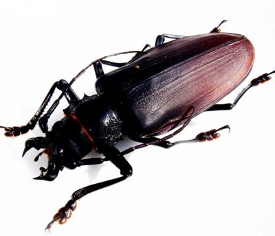 Энтомологи готовы отдать за засушенного жука больше
