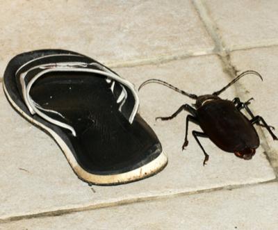 Энтомологи готовы отдать за засушенного жука больше