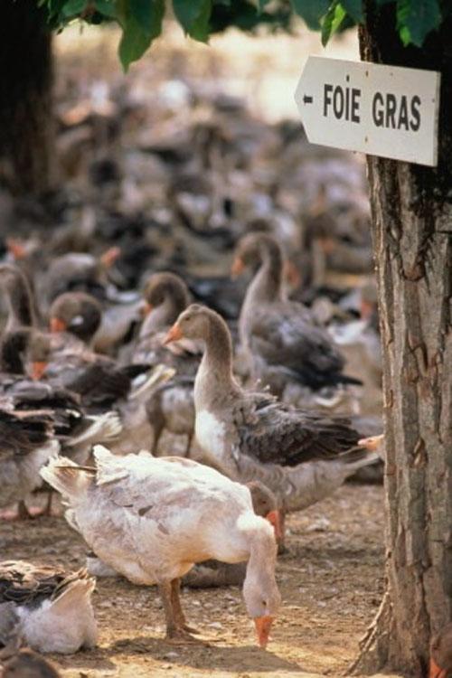 Рейтинг запретных деликатесов