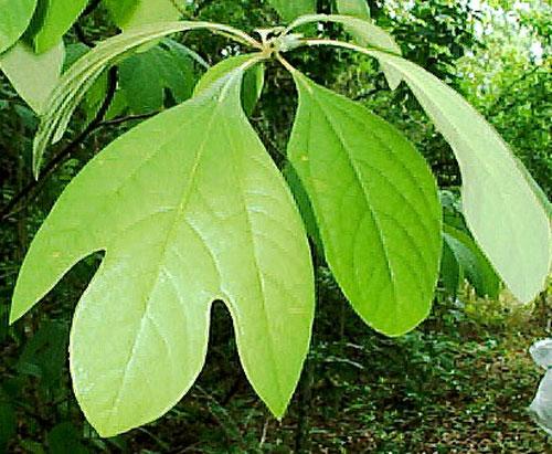 Рейтинг запретных деликатесов