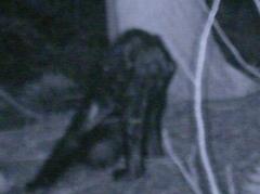 Йети разгуливал по заповеднику