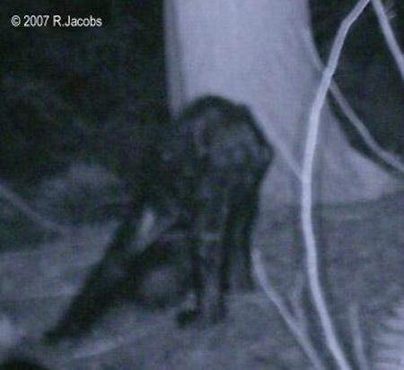 Йети разгуливал по заповеднику