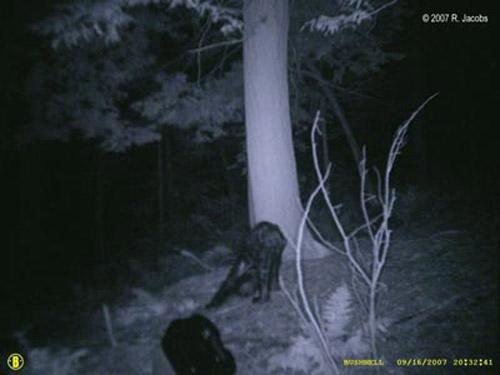 Йети разгуливал по заповеднику