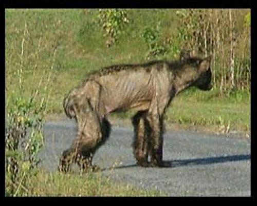 Йети разгуливал по заповеднику