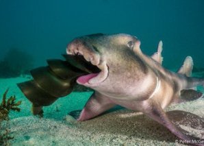 Победители Australian Geographic Nature Photographer of the Year 2019